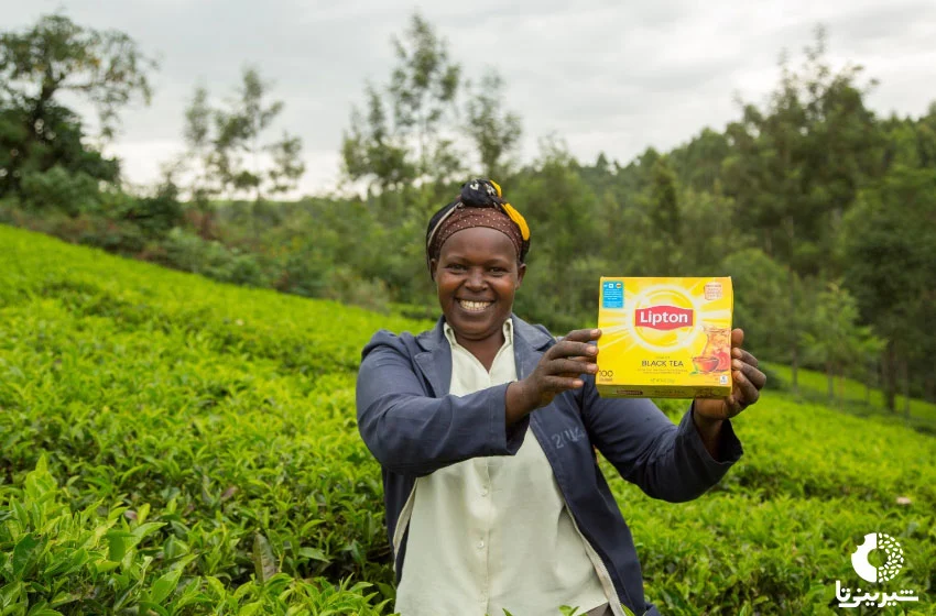 مزارع چای لیپتون در آفریقا